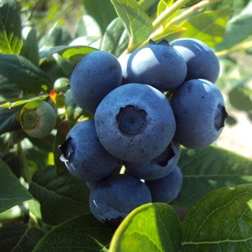 Blueberry Goldtraube - Future Forests