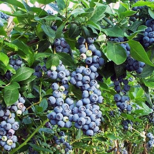 Blueberry Jersey - Future Forests