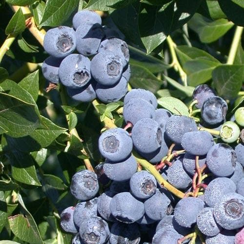Blueberry Patriot - Future Forests
