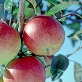 Fruit - Apple Trees – Future Forests