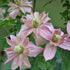 Clematis montana Broughton Star - Future Forests