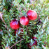 Cranberry Early Black - Future Forests