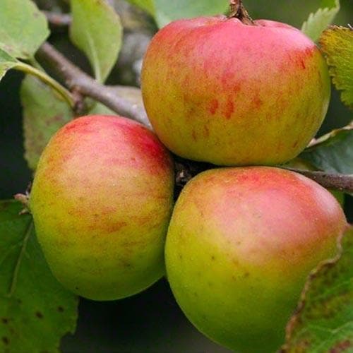 Apple Crawley Beauty - Future Forests