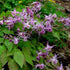 Epimedium grandiflora Lilafee - Future Forests