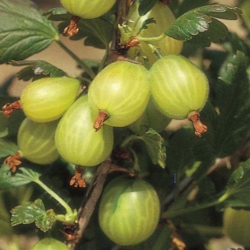 Gooseberry Invicta - Future Forests