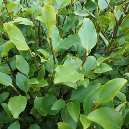 Griselinia littoralis - Future Forests