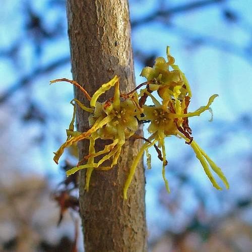 Hamamelis virginiana: 'Witch Hazel', College of Agriculture, Forestry and  Life Sciences