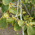 Hamamelis virginiana - Future Forests