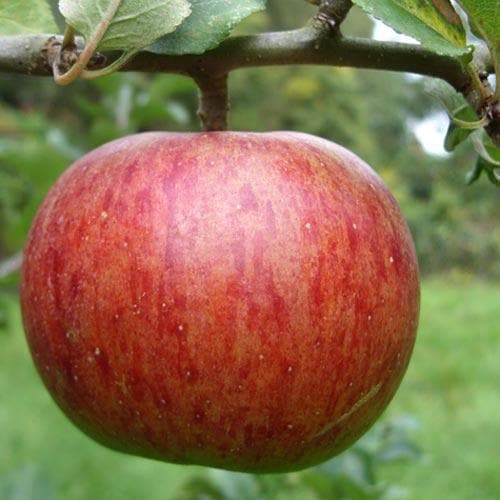 Apple Herefordshire Redstreak - Future Forests