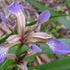 Iris foetidissima AGM - Future Forests