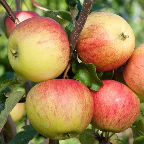 Apple Laxton Superb - Future Forests