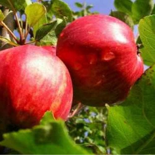 Apple Lough Tree of Wexford - Future Forests