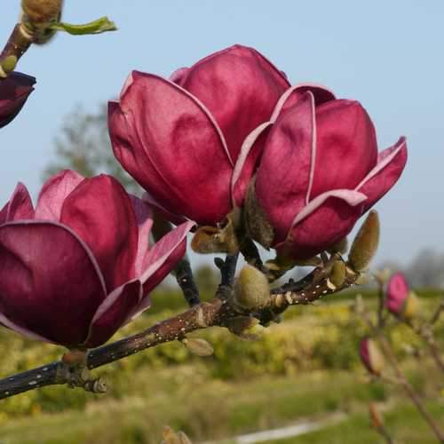 Magnolia x soulangeana lilliflora Genie - Future Forests