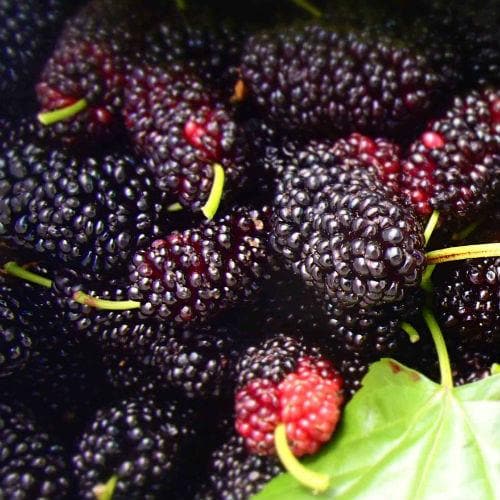 Black Mulberry - Future Forests