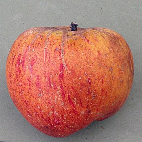 Apple Peach Melba - Future Forests