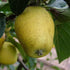 Apple Pitmaston Pine Apple