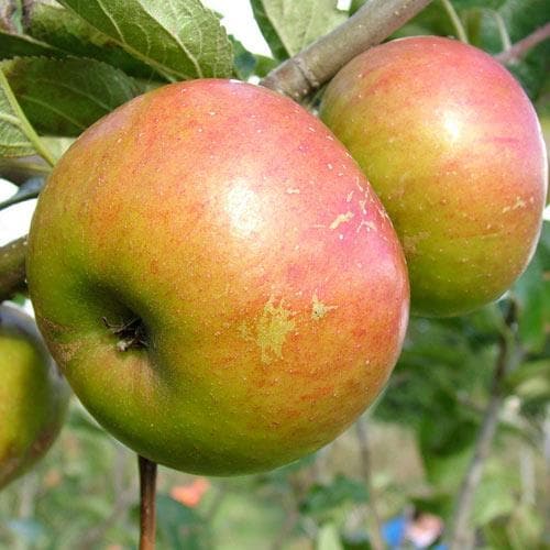 Apple Pixie - Future Forests