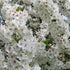 Prunus Umineko
