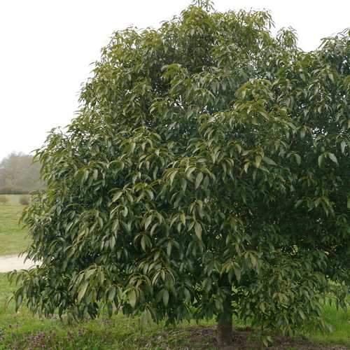 Quercus myrsinifolia - Chinese Evergreen Oak - Future Forests