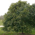 Quercus myrsinifolia - Chinese Evergreen Oak - Future Forests