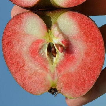 Apple Red Devil – Future Forests
