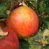 Apple Rubinette - Future Forests