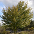 Sorbus domestica - True Service Tree - Future Forests