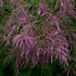 Tamarix ramosissima Pink Cascade