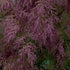 Tamarix ramosissima Pink Cascade