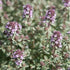 Thyme Silver Posie - Future Forests