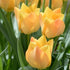 Tulip batalinii Bright Gem