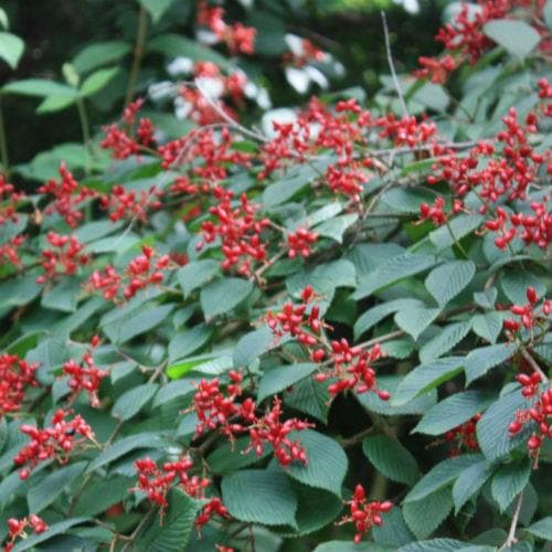 Viburnum plicatum Dart's Red Robin - Future Forests