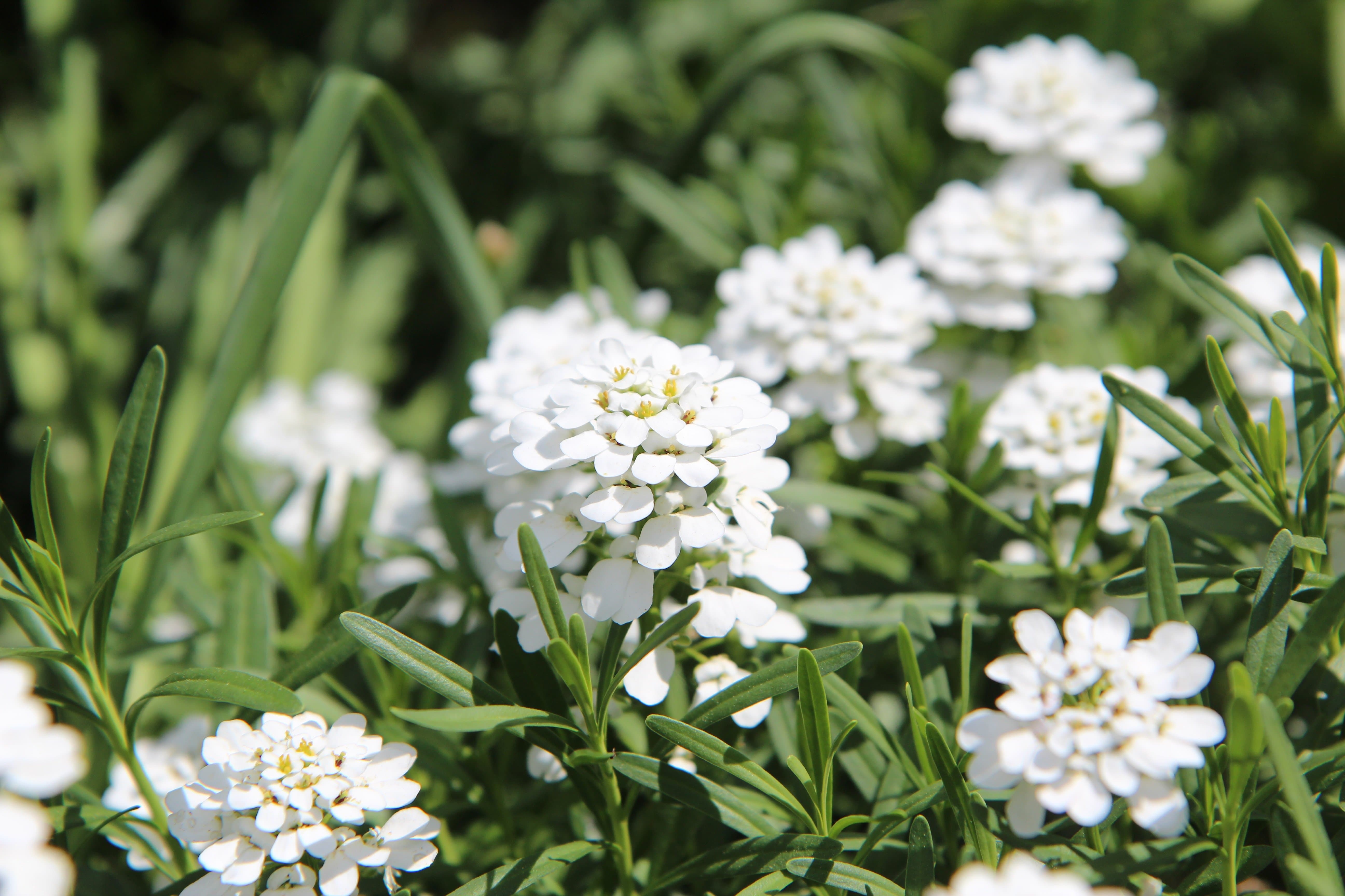 Alpine and Rockery Perennials Mix